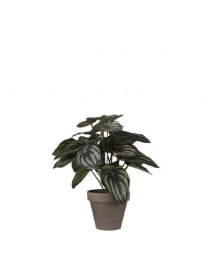 Artificial peperomia plant