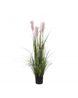 Potted pink plume grass