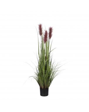 Potted brown plume grass