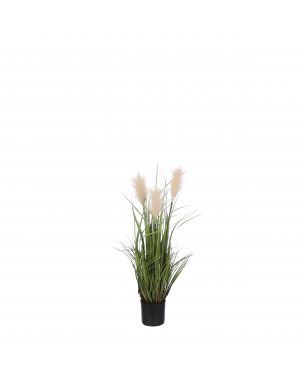 Potted cream plume grass
