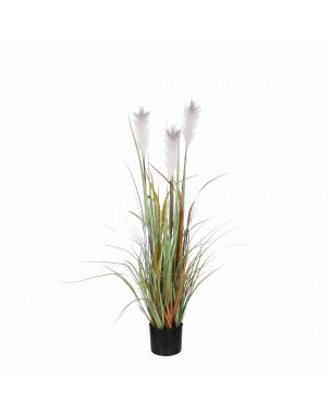 Potted plume grass