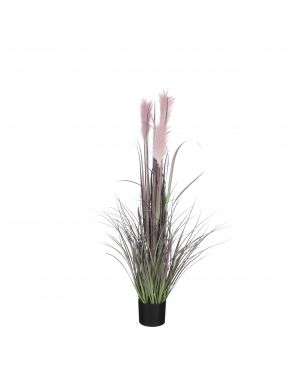 Potted lilac plume grass