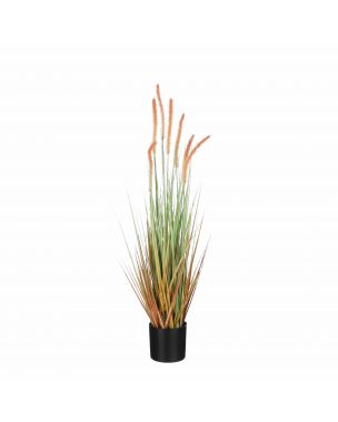 Small potted light brown foxtail grass