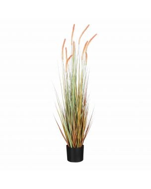 Large potted light brown foxtail grass