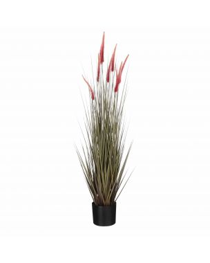 Large potted brown foxtail grass