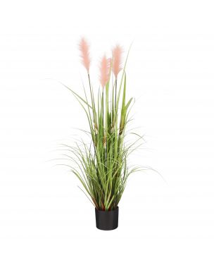 Potted peach colored plume grass