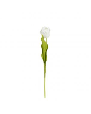 Tulip 50 cm cream