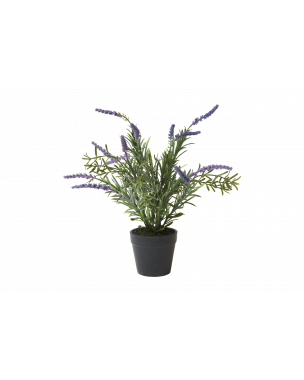 Lavendel i potte 30 cm høj