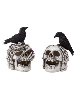 Skull with black raven