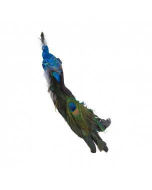 Påfugl blå