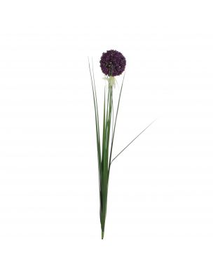 Purple aging chive