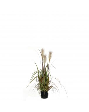 Potted white foxtail grass