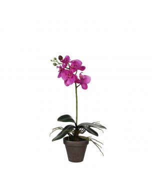 Phalaenopsis orkidé lilla 48 cm høj