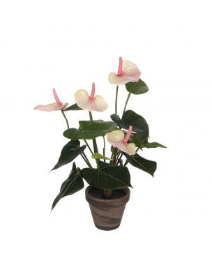 Anthurium flamingoblomst lyserød 40 cm høj