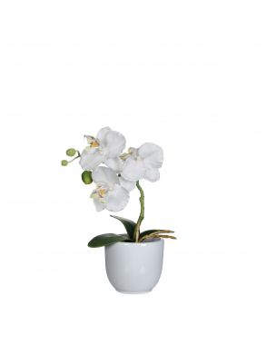 White moth orchids in a white pot