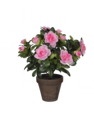 Azalea lyserød 27 cm høj