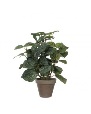 Pilea plante 35 cm høj