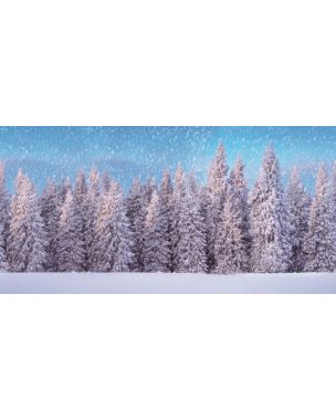 Large backdrop with snowy forest
